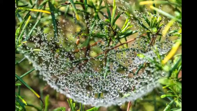 Realxating Pion Music s Rain Sounds смотреть онлайн