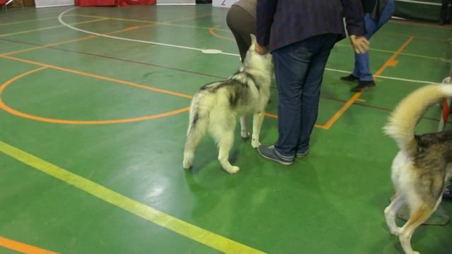 класс юниоров кобели 10.06.2017 Сахалин Элита Южно-Сахалинск