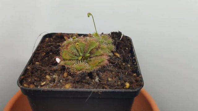 Pflegehinweise Drosera Capillaris