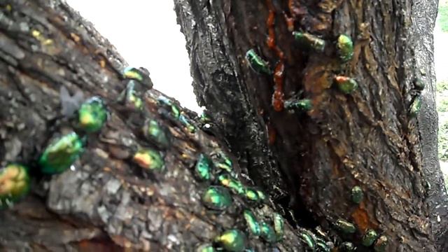 Бронзовки на миндале. смотреть онлайн