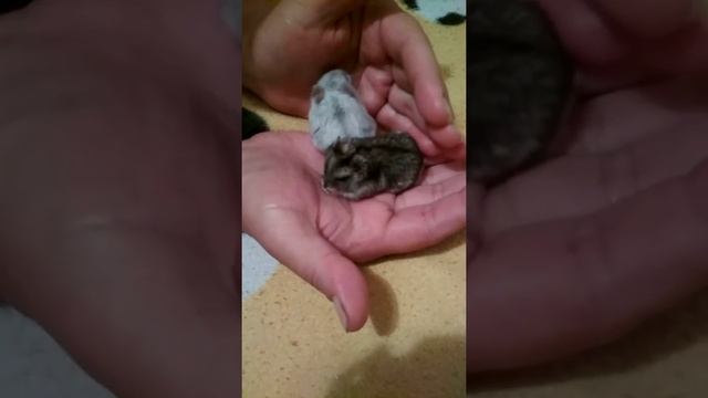 Как подружить двух хомяков? смотреть онлайн