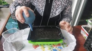 Посев клеомы на рассаду.