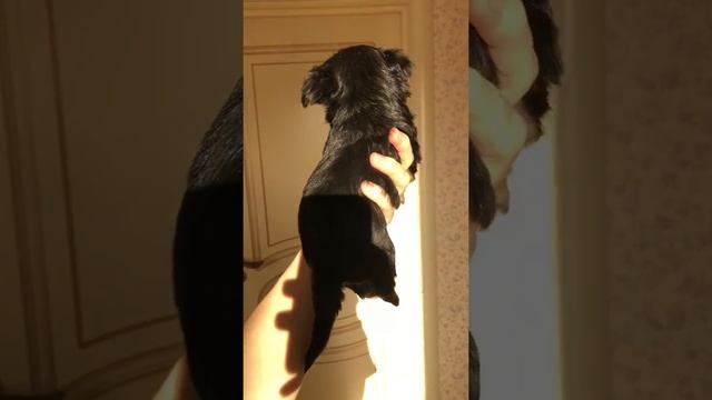 Мальчик чёрный Йорк смотреть онлайн