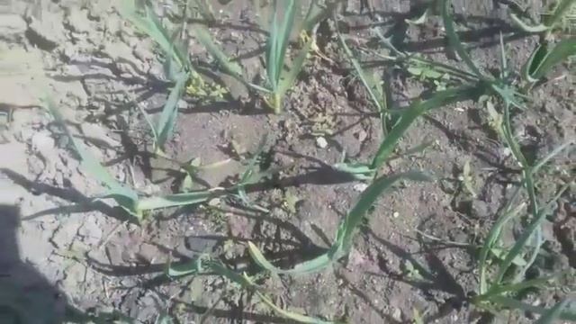 #MANASTVПРЕДСТАВЛЯЕТ ТРАВКА ЗЕЛЕНЕЕТ... смотреть онлайн