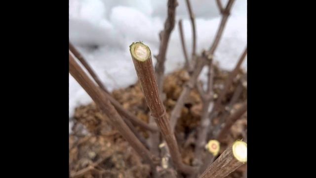 Весенняя обрезка гортензии метельчатой Sammer Love и Polar bear смотреть онлайн