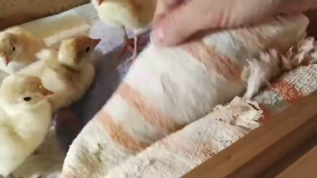 Инкубация индюшат породы Белая широкогрудая. Результатом я довольна! Это у меня впервые! смотреть онлайн