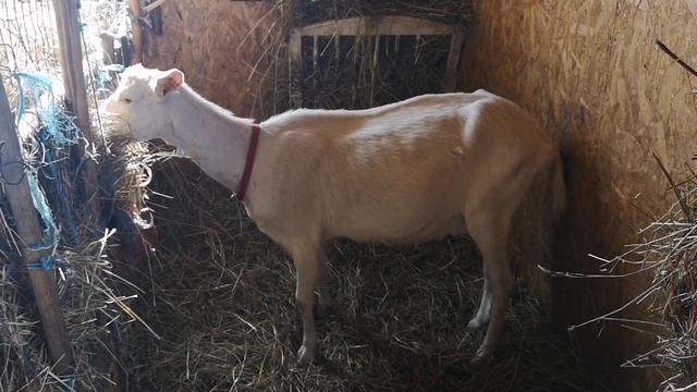 Кто уехал? Козы в поле. Новости. смотреть онлайн