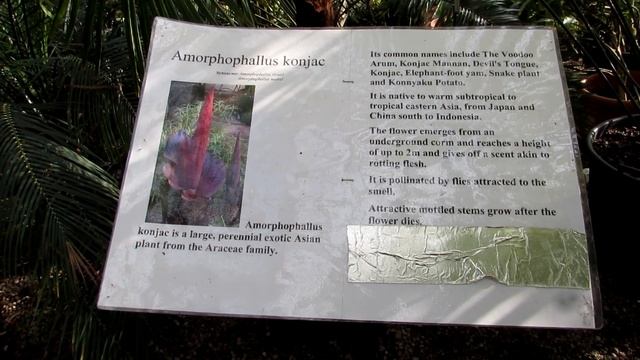 Amorphophallus Konjac plant ' Voodoo Lilly' in AMAZING Flower at Belfast Botanic Gardens. смотреть онлайн