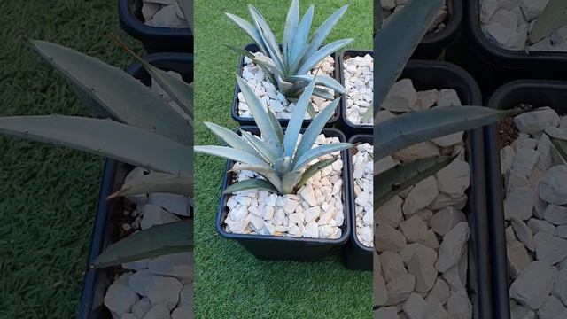 Пересадка агавы. Субстрат для агавы. Agave смотреть онлайн