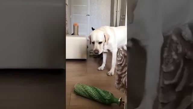 Если , что это не мы ) смотреть онлайн