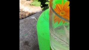 Лечение астр. Болезнь астр.