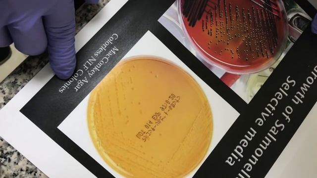 Microbiology Practical (ISNC) GIT смотреть онлайн