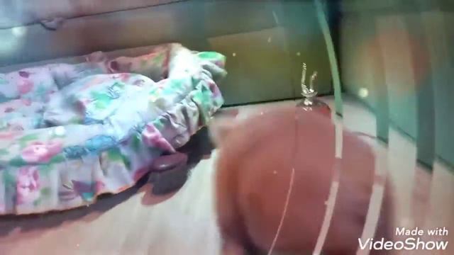 Померанский шпиц Хан смотреть онлайн