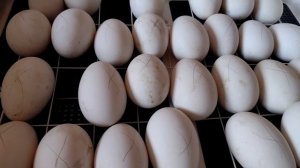 Закладка гусиных яиц в инкубатор
