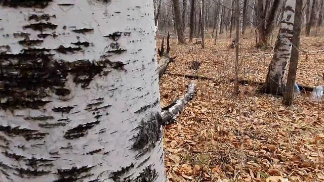 В поисках лисичек