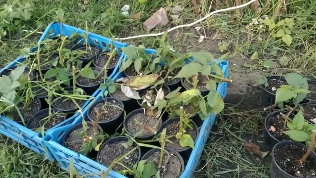 Октябрь - 100% укоренение ежевики. Что делать с ней дальше? смотреть онлайн