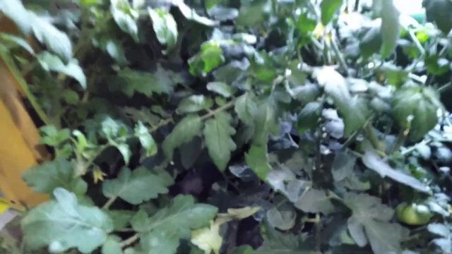 Томаты на окне. Фитосвет своими руками. смотреть онлайн