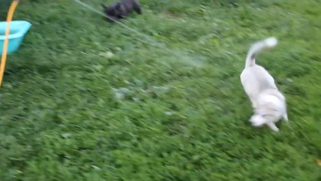 Щенки хаски играют с водой смотреть онлайн