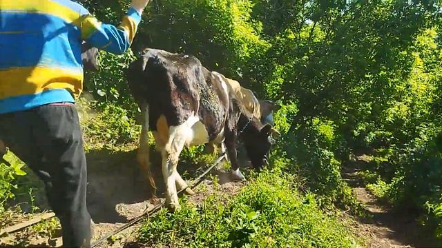 У-ра! Выходной. Вперёд , на огород. 1 часть. смотреть онлайн