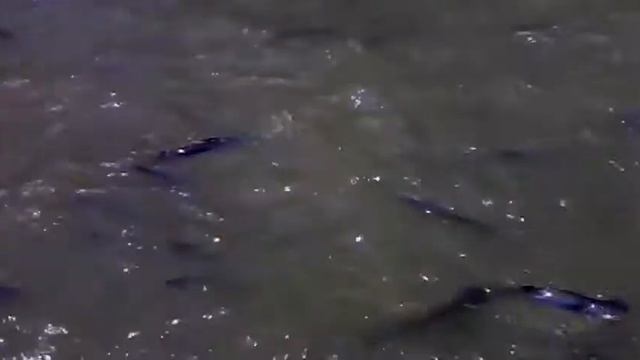 ВОТ ЭТО РЫБКА!!!