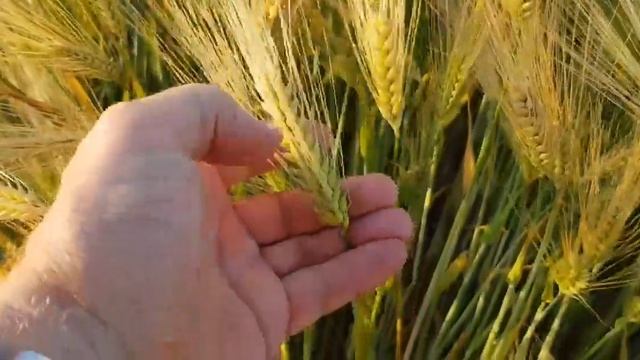 Выращивание оз.ячменя. No-till02.06.2019. Состояние посевов смотреть онлайн