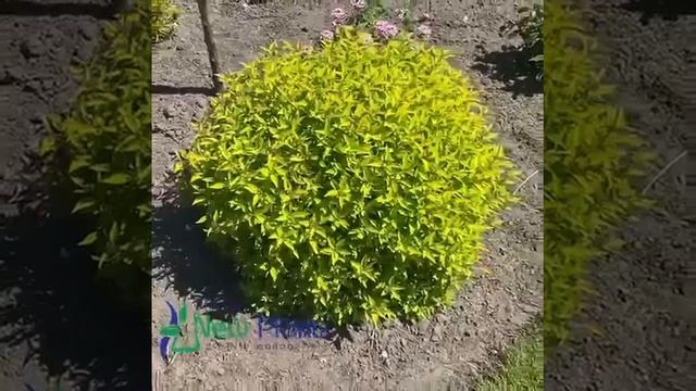 Spiraea Japonica Golden Jack