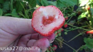 АНАНАСНАЯ (ФИНСКАЯ РОЗОВАЯ) среднеспелый сорт клубники.