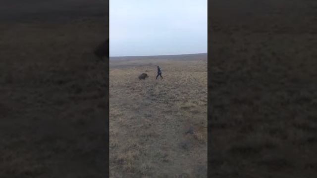 Зарезал кабана смотреть онлайн