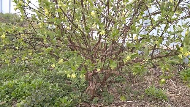 Цветение жимолости сорт Уссульга. Посадка и уход смотреть онлайн