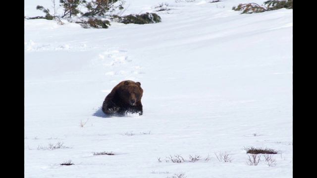 Камчатка (Kamchatka HD) смотреть онлайн