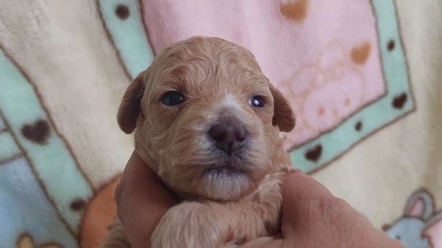 #мальтипу 20 дней питомник Кастропуло Крым +79787458062 #maltipoo  #милота #sale #puppy доставка