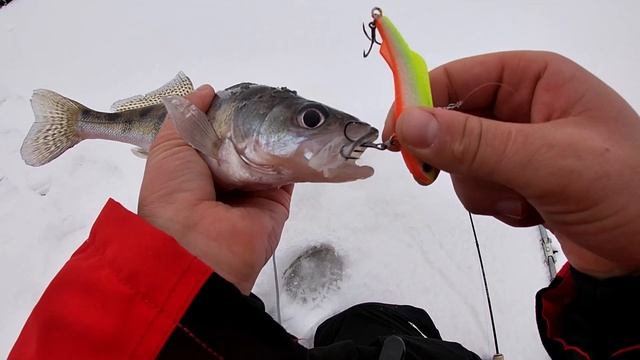 Этот раттлин выручил на рыбалке. Новая зимняя удочка Maximus Revolt. смотреть онлайн