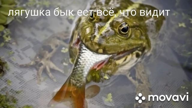ЛЯГУШКИ МОНСТРЫ!!! Топ 4 Самых Больших и Агрессивных ЛЯГУШЕК! смотреть онлайн