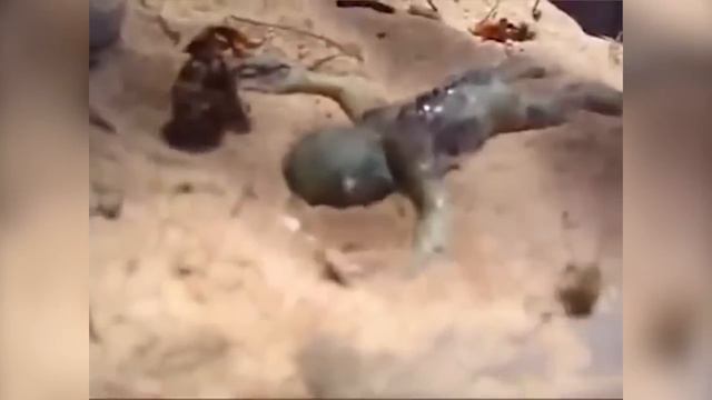 5 НЕВЕРОЯТНЫХ МОНСТРОВ СНЯТЫХ НА ДНЕ ОКЕАНА смотреть онлайн