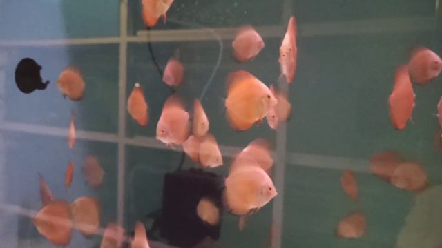 дискусы ,это круглые рыбы, а не треугольные . смотреть онлайн