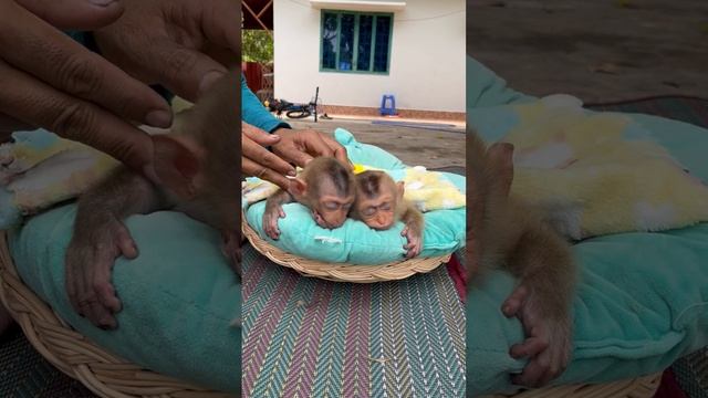 marrya & marry sleep well смотреть онлайн