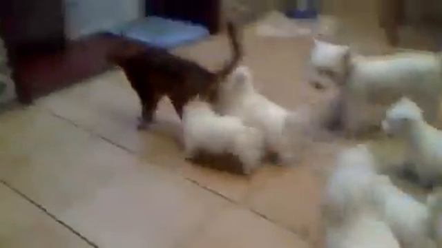 напали на кота. puppies attacked the cat))) It's a pity cat. So cute смотреть онлайн
