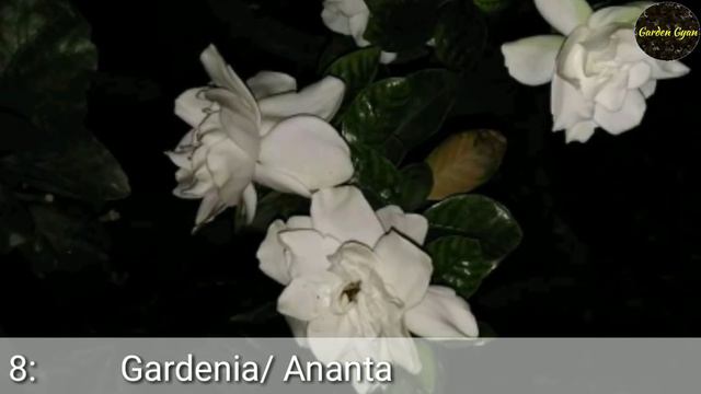 Top 15 Fragrant/Aromatic/ Scented, Flower Plants In India, By Garden Gyan смотреть онлайн