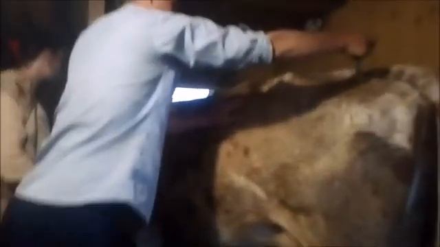 Коровы долго не гуляют как мы их лечим смотреть онлайн