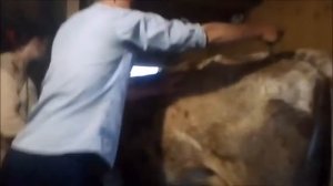 Коровы долго не гуляют как мы их лечим