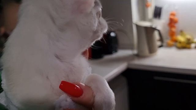 Зачем я мучаю щенка?)) Чихуахуа 15.01.