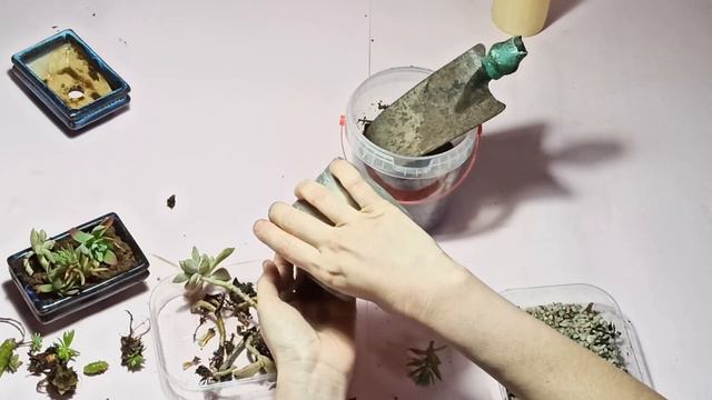 Minicentro con SUCULENTAS!! REGALO PERFECTO! || 🥰FELIZ en mi JARDIN🌼🌸 смотреть онлайн