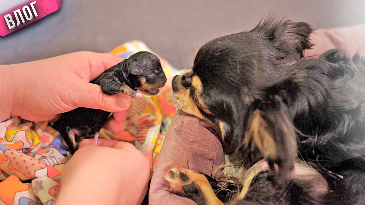 Сколько же щенков в итоге родила чихуахуа Капа? смотреть онлайн