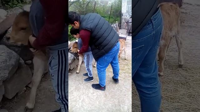 Тилята и Дима смотреть онлайн
