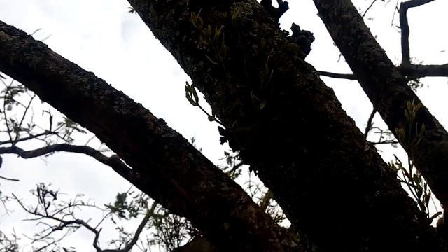 "Habitat natural" de muchas orquis mexicanas 1. смотреть онлайн