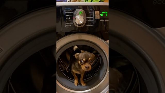 мем. смотреть онлайн