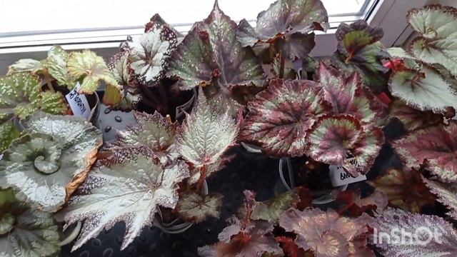 В каком объеме сохранить декоративную бегонию зимой на окне. смотреть онлайн