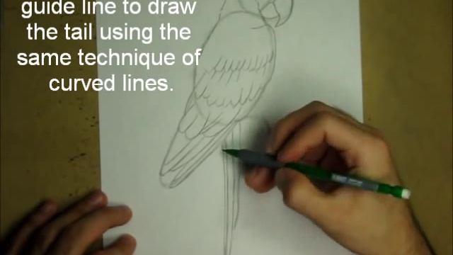 How to Draw a Macaw (Scarlet Macaw) смотреть онлайн
