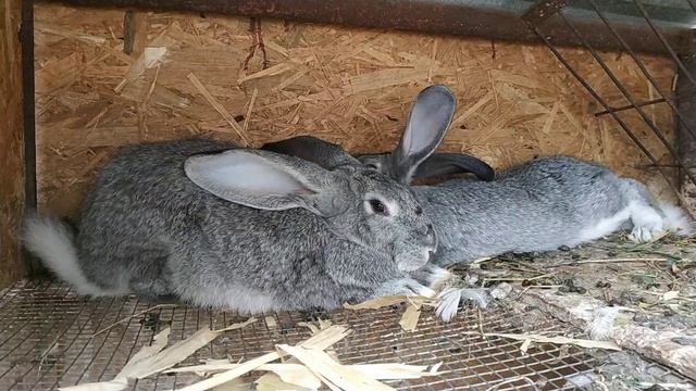 Как добиться быстрого роста у кролика //Жизнь в деревне!!! смотреть онлайн