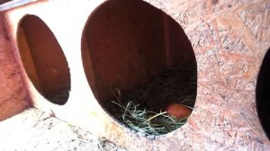 24 часа у бабушки ЧЕЛЛЕНДЖ My little Nastya